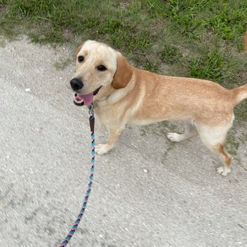 TM Canine Services - Pet Training Near Me - Port Orange, Florida TM Canine Services - Pet Training Near Me - Port Orange, Florida