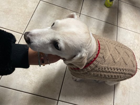 Pete’s Pet Supply by null