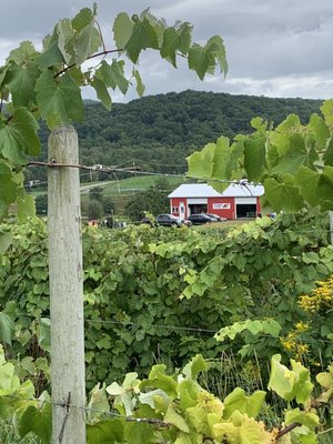 Jerome's U-Pick Fruit Farm by null