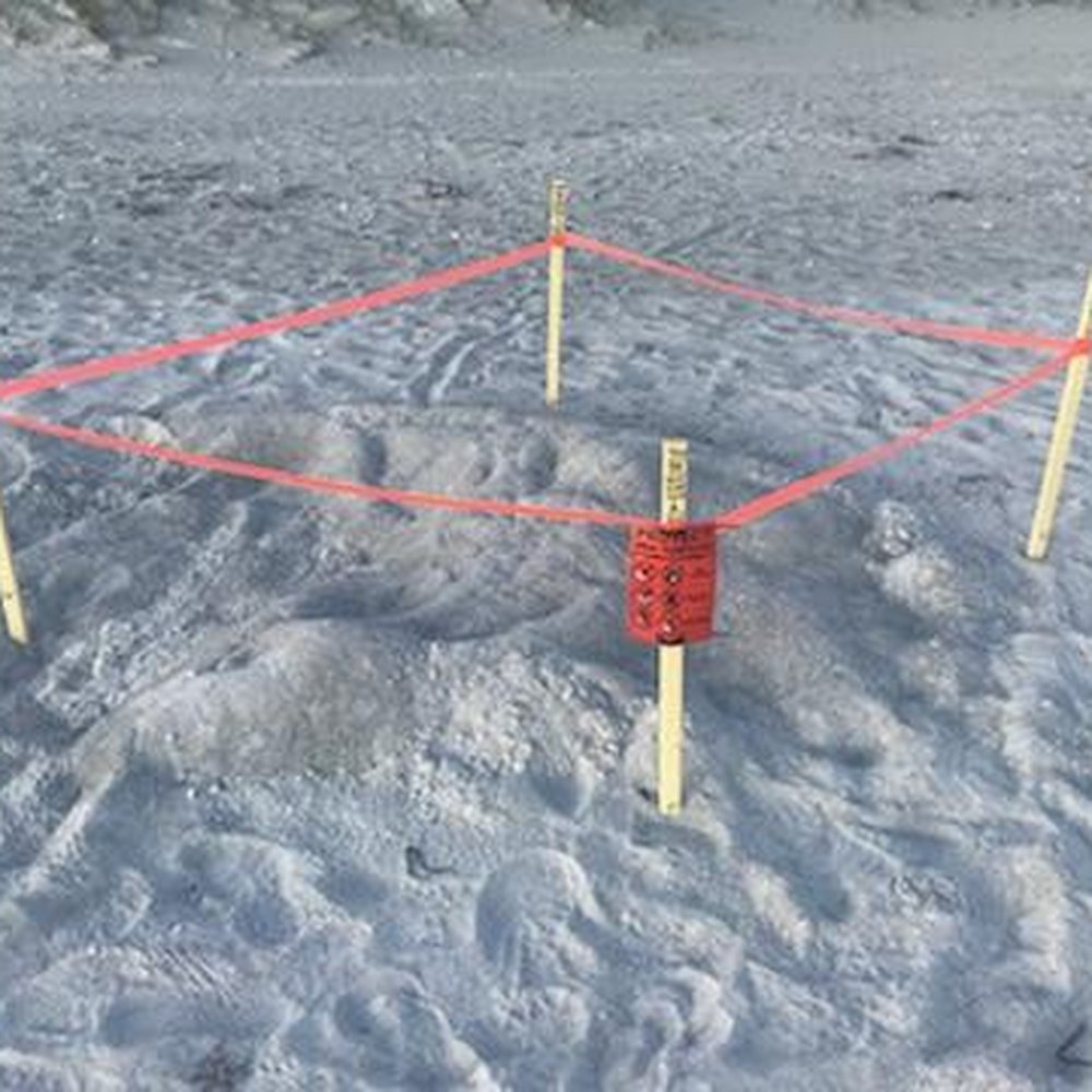 Longboat Key Beaches - sea turtles nesting - Beaches Near Me