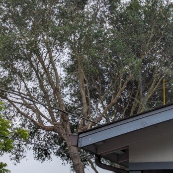 Jd Tree - Two trees that had been so heavy, I was afraid they might break. - Tree Services Near Me - Watsonville, California Jd Tree - Two trees that had been so heavy, I was afraid they might break. - Tree Services Near Me - Watsonville, California