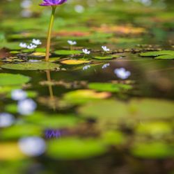 Maui Water Lily Farm - Tropical Water Lily. Nymphaea Emerald Blue.
