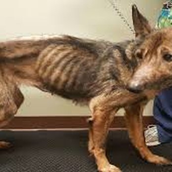 Echo Park Veterinary Hospital - this is what will happen to your dog! - Veterinarians Near Me - Echo Park, California Echo Park Veterinary Hospital - this is what will happen to your dog! - Veterinarians Near Me - Echo Park, California
