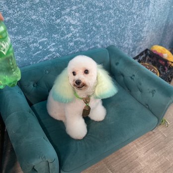 Phoenix Pet Salon - Pet Groomers Near Me - Davie, Florida Phoenix Pet Salon - Pet Groomers Near Me - Davie, Florida