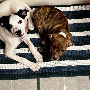Mamco - Pet Adoption Near Me Mamco - Pet Adoption Near Me