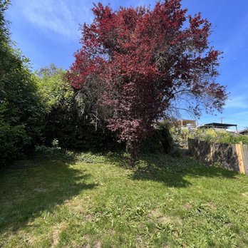 Saltos Landscaping - Backyard before. Extensive land clearing, ivy, blackberry, laurels. - Irrigation Near Me Saltos Landscaping - Backyard before. Extensive land clearing, ivy, blackberry, laurels. - Irrigation Near Me