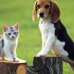Canyon View Cares Veterinary Hospital