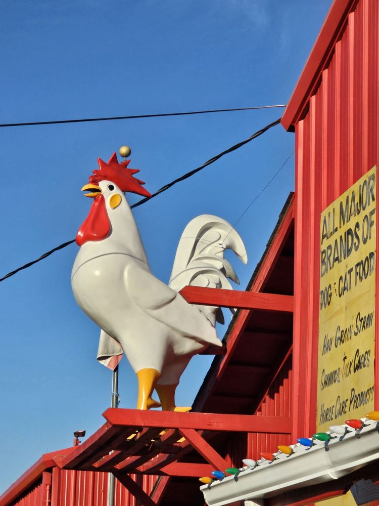 THERESA’S COUNTRY FEED & PET Updated October 2024 12 Photos & 12