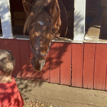 Flamig Farm - Tony feeding Tony - Farms Near Me - West Simsbury, Connecticut Flamig Farm - Tony feeding Tony - Farms Near Me - West Simsbury, Connecticut
