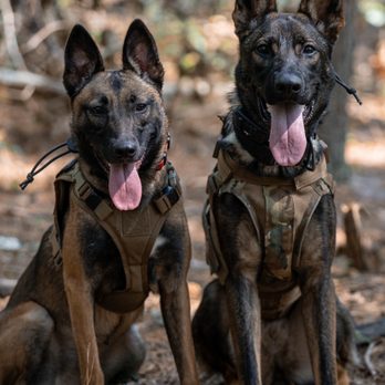 Ridgeside K9 - Carolina - Bella and Cloe - Pet Training Near Me - Jacksonville, North Carolina Ridgeside K9 - Carolina - Bella and Cloe - Pet Training Near Me - Jacksonville, North Carolina