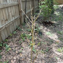 Houston Bamboo Nursery