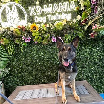 K9 Mania Dog Training - Sheru and K9 Mania - Pet Training Near Me - Deer Park, New York K9 Mania Dog Training - Sheru and K9 Mania - Pet Training Near Me - Deer Park, New York