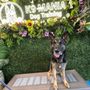 Photo of K9 Mania Dog Training
