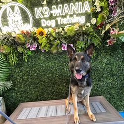 K9 Mania Dog Training - Sheru and K9 Mania
