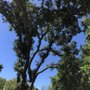 Photo of Best Quality Tree Service