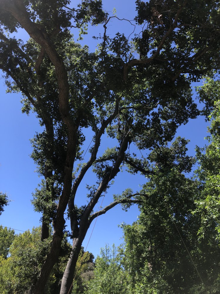 Best Quality Tree Service - tree service in San Pablo, CA