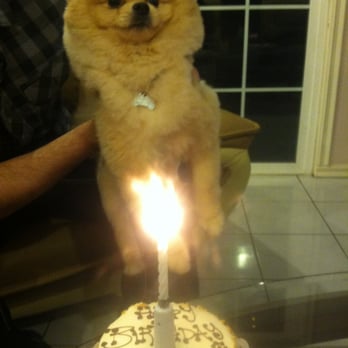 The Dog Bakery - Happy 2nd birthday Sasha! Glad he loved his peanut cake - Pet Stores Near Me - Pasadena, California The Dog Bakery - Happy 2nd birthday Sasha! Glad he loved his peanut cake - Pet Stores Near Me - Pasadena, California
