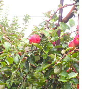 Johnson's Corner Farm - Apples just waiting to be picked. - Fruits & Veggies Near Me - Medford, New Jersey Johnson's Corner Farm - Apples just waiting to be picked. - Fruits & Veggies Near Me - Medford, New Jersey