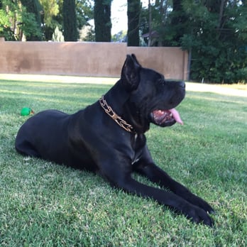 Matan Dog Training - Pet Training Near Me - Thousand Oaks, California