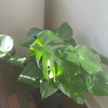 OC Succulents - Took this baby home. Thanks to the staff that helped us get this in. Almost felt like they special ordered it cuz I didn't see any others! - Nurseries & Gardening Near Me - Irvine, California