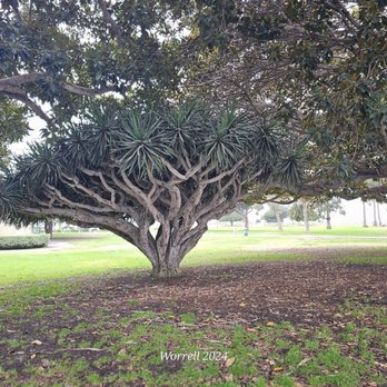 Point Fermin Park - That tree has many stories - Parks Near Me - San Pedro, California Point Fermin Park - That tree has many stories - Parks Near Me - San Pedro, California
