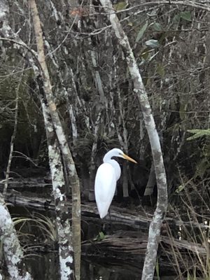 Fakahatchee Strand Preserve State Park by null