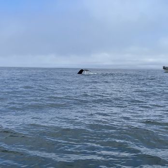 Discovery Whale Watch - Humpback whale off of Monterey Bay - Whale Watching Tours Near Me - Monterey, California