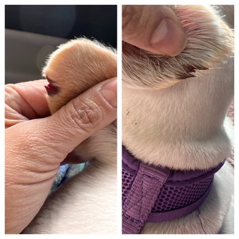 Prancin' Paws Pet Spaw - Pet Groomers Near Me - Tucson, Arizona