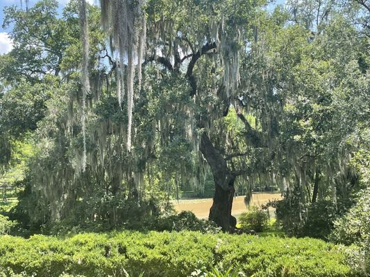 Shadows-on-the-Teche by null