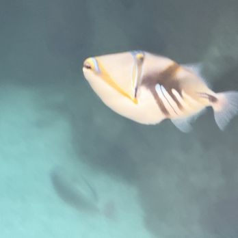 Shark Reef Aquarium at Mandalay Bay - Aquariums Near Me - Las Vegas, Nevada