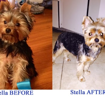 Preferred by Pets - Sad day at the Groomers for Stella. She will never go back! - Pet Groomers Near Me - San Diego, California Preferred by Pets - Sad day at the Groomers for Stella. She will never go back! - Pet Groomers Near Me - San Diego, California