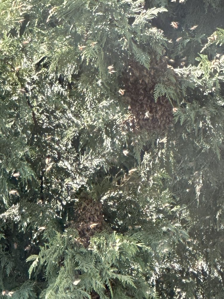 Beaverton Bee Rescue - social services organization in Beaverton, OR