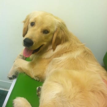 Sandy Paws Animal Clinic - Wade happy to be at the vet! - Veterinarians Near Me - Carlsbad, California Sandy Paws Animal Clinic - Wade happy to be at the vet! - Veterinarians Near Me - Carlsbad, California