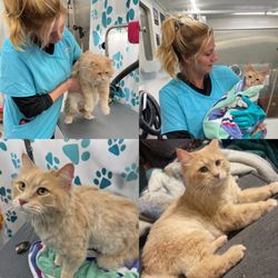 Wiggles & Wash