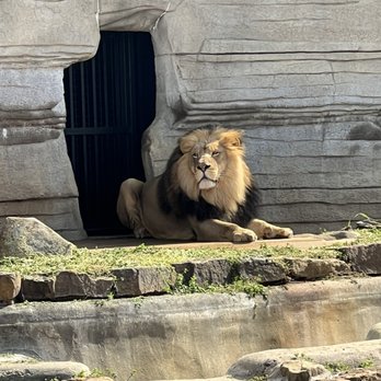 Tulsa Zoo - He's enjoying the cool weather and the sunshine. - Zoos Near Me - Tulsa, Oklahoma Tulsa Zoo - He's enjoying the cool weather and the sunshine. - Zoos Near Me - Tulsa, Oklahoma