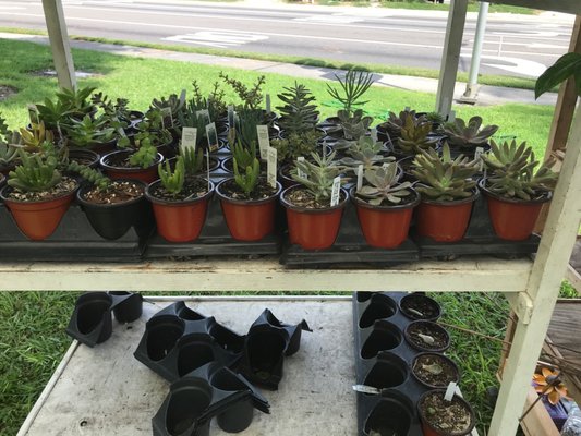 Orange Park Farmers' & Arts Market by null
