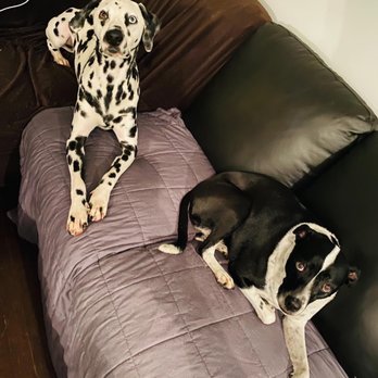 Weber's Training School - WATSON and his older sister, Khloe - Pet Training Near Me - Princeton, New Jersey Weber's Training School - WATSON and his older sister, Khloe - Pet Training Near Me - Princeton, New Jersey
