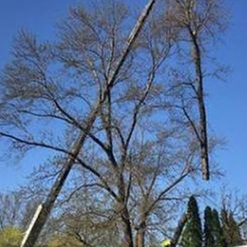 Bakkelund Tree & Landscape Service - untitled - Tree Services Near Me - Cologne, Minnesota Bakkelund Tree & Landscape Service - untitled - Tree Services Near Me - Cologne, Minnesota