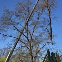 Bakkelund Tree & Landscape Service - untitled