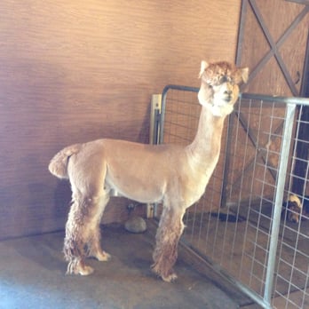 Ocean View Ranch - Alpha male - sheared - Pet Breeders Near Me - Los Gatos, California