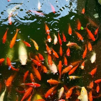 Kaze - Koi pond - Japanese Near Me - Dallas, Texas