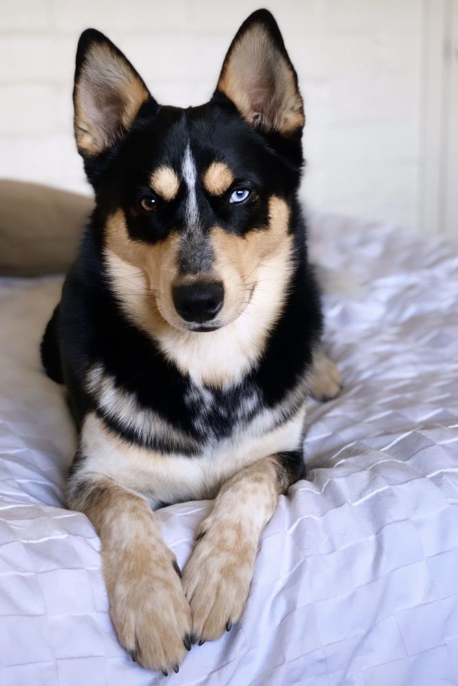 OLD PUEBLO VETERINARY CLINIC Updated October 2024 26 Reviews 4001