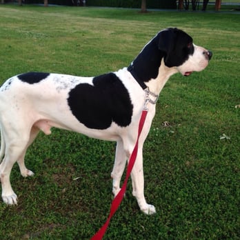 Lafreniere Park - Pup likes to people watch on his walks :-) - Parks Near Me - Metairie, Louisiana
