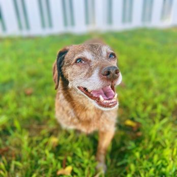 Elite Retreat - Pet Boarding Near Me - Harbeson, Delaware Elite Retreat - Pet Boarding Near Me - Harbeson, Delaware