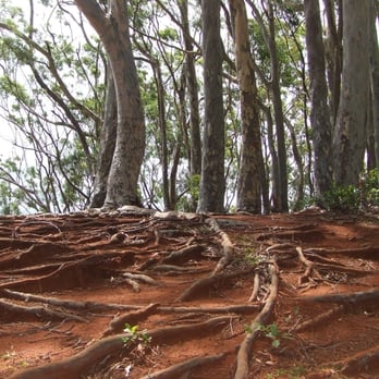 Aiea Loop Trail - Beginning of hike. - Hiking Near Me - Aiea, Hawaii