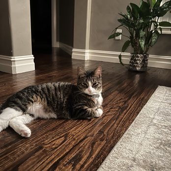 Mochas And Meows - Pet Adoption Near Me - Branson, Missouri