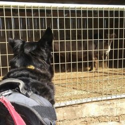 Ocean Air Farms - I think those goats like me!