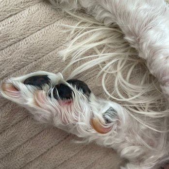 PetSmart - Bleeding on left hind paw - Pet Stores Near Me - Tracy, California