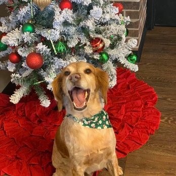 Fetch on Franklin - He's the cutest - Pet Groomers Near Me - Evansville, Indiana