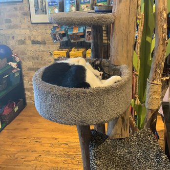 Ruff Haus Pets - Pet Stores Near Me - Chicago, Illinois